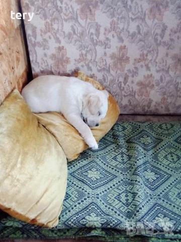 Продавам Голдън ретривър бебе