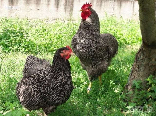 Свободни 4 кокошки Ивичест плимутрок на 1г и 8м- внасяни от мен от Турция - много добри 