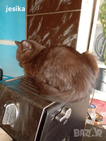 Подарявам малки котенца полуперсийчета с хигиенни навици., снимка 9 - Други - 52129933