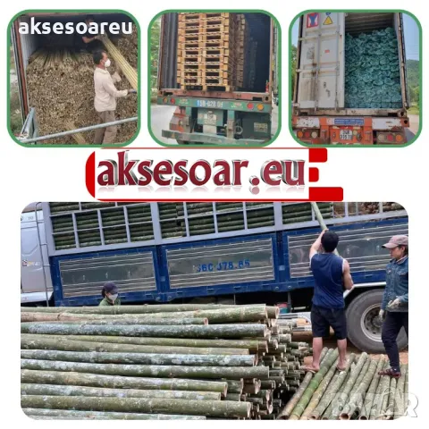 Семена бамбук Moso Bambo декоративни растения за дома и двора бамбуков разсад за декорация, снимка 8 - Сортови семена и луковици - 48995495