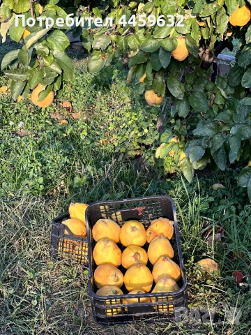 Дюли за ракия , снимка 2 - Домашни напитки - 52637846