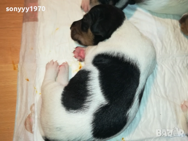 ДЖАК РЪСЕЛ БЕБЕТА-УНИКАЛНИ СЛАДУРИ 250ЛВ ЗА ЕДНО, снимка 7 - Джак ръсел териер - 51548158