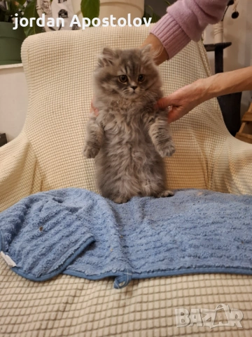 Персийски котенца, снимка 2 - Персийска - 53263117