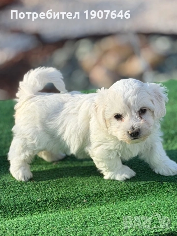 Малтийска булонка