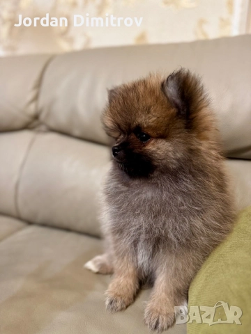 Мъжки Полерани, снимка 2 - Померан - 52431228
