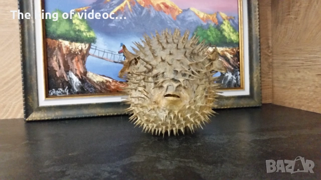 Препарирана риба Фуго  , снимка 5 - Антикварни и старинни предмети - 53459041