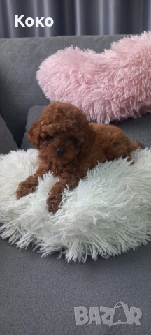 Той пудел/Тийкъп, снимка 2 - Пудели - 51938291