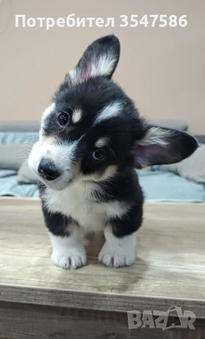 Трицветни кученца Уелско корги пембрук - мъжки