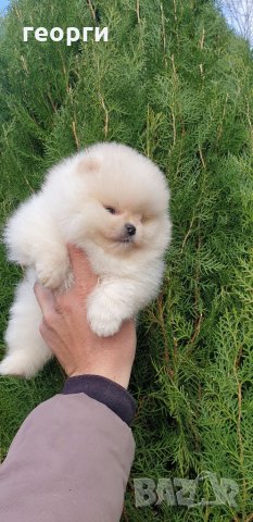 Померан померанче, снимка 6 - Померан - 32224916