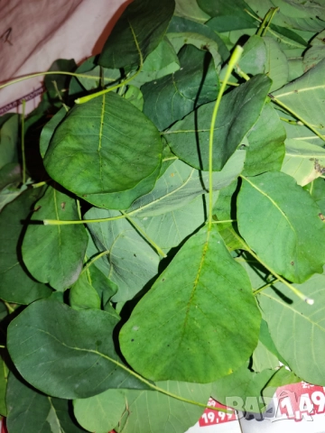 Гинко Билоба листа за чай за памет и оросяване на мозъка - лечебно растение Фиданки гинко семена