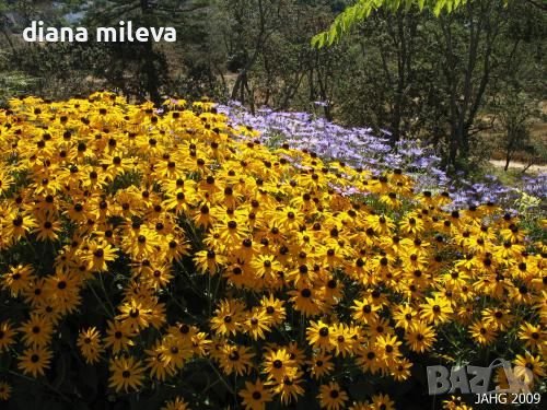 Рудбекия, студоустойчива, снимка 4 - Градински цветя и растения - 39435238