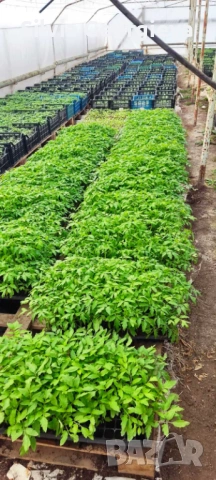 Разсад домати,краставици,пипер, снимка 4 - Разсади - 53459228