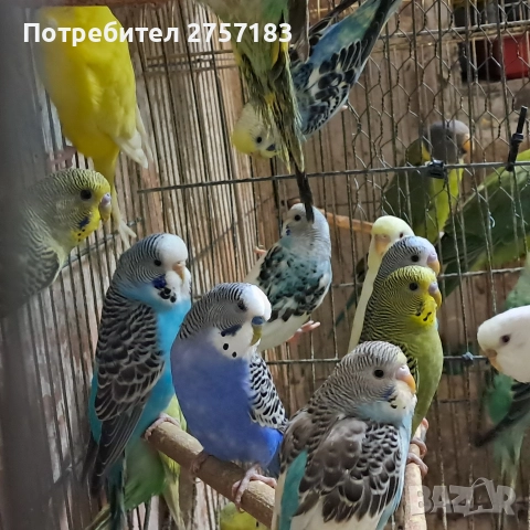 продавам валнисти папагали, снимка 2 - Папагали - 52880892