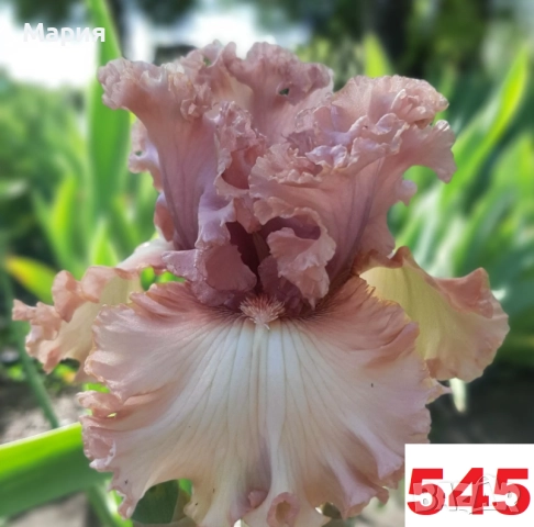 Сортови вискоки ириси /брадати ириси, снимка 13 - Градински цветя и растения - 51459398