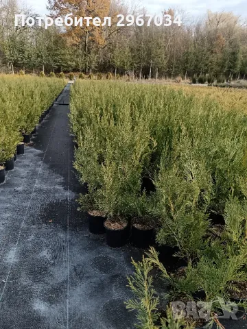 лейланди 70 см до 80 см 10 лв брой , снимка 2 - Градински цветя и растения - 48129347