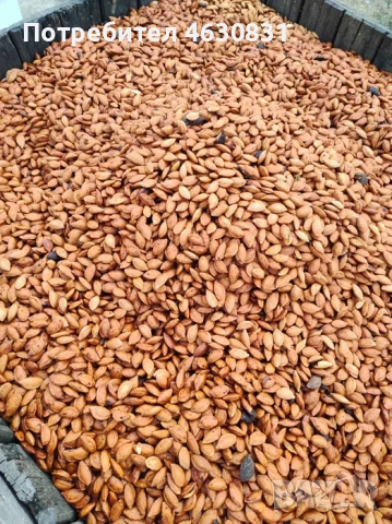 костилки от сливи - 300 лв./ тон 