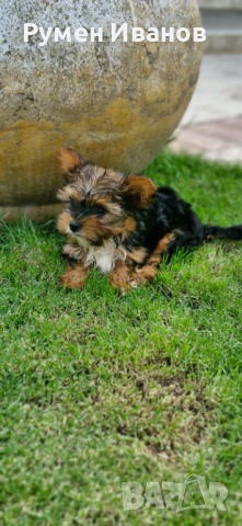 Йоркширски териер , снимка 1