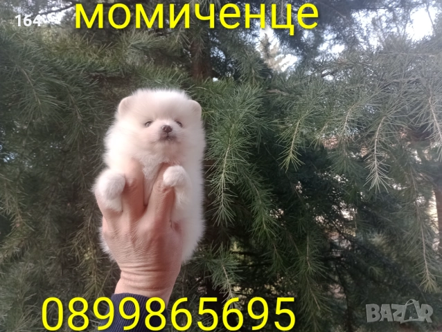 Бели мъжки и женски Померани. Реални снимки от 02.01.26 г. 