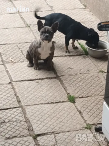Френски булдог мерле , снимка 2 - Френски булдог - 47943991