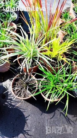 Промо пакет от 5 бр Декоративни треви, снимка 12 - Градински цветя и растения - 51779204