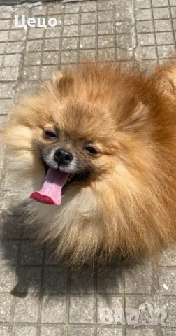 Померан за разплод | babby doll , снимка 4 - Померан - 45344847