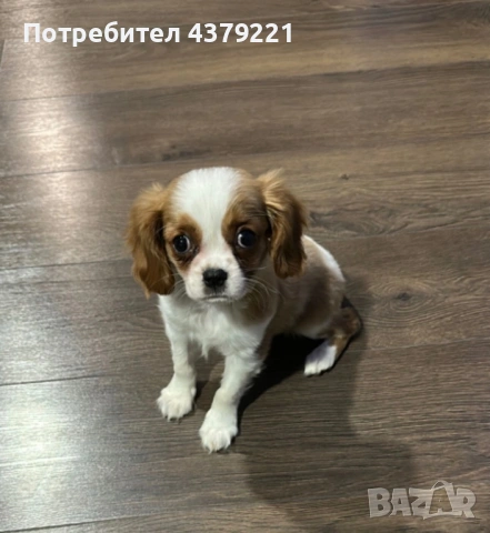 Кавалер кинг чарлз шпаньол