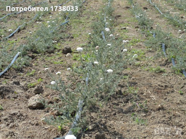 Разсад от римска лайка, снимка 2 - Сортови семена и луковици - 27871194