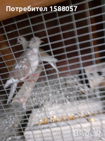 Продавам гугутки скумрии