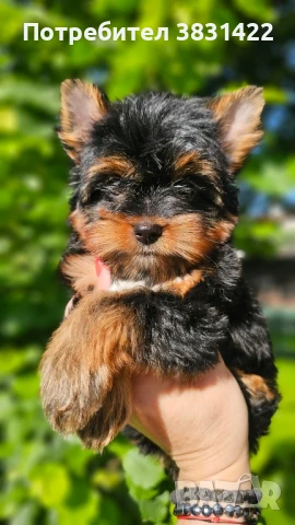 йоркширски териер 