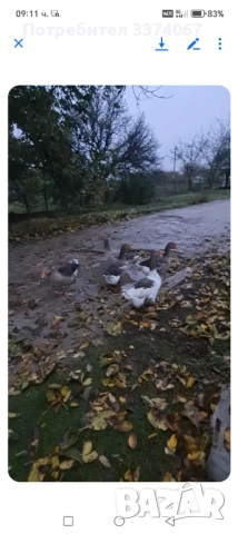 Гъски мъжки и женски 