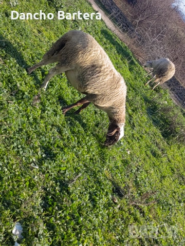 Офце, снимка 4 - Овце - 52957855