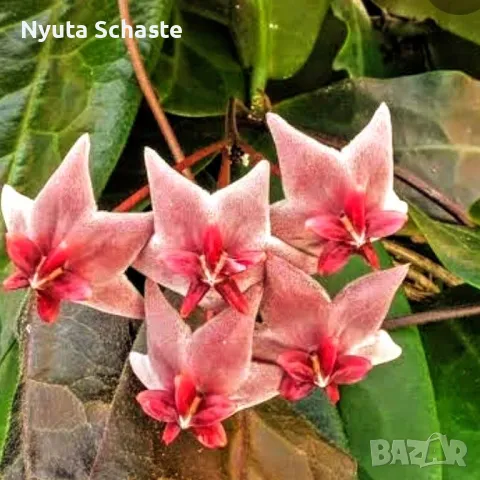 Hoya Piestolepis Sp Papua, снимка 1