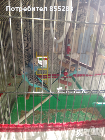 Вълнисти папагали на една годинка, снимка 1 - Папагали - 44906975