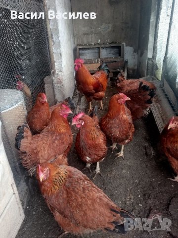 Продавам разплодни яйца , снимка 6 - Кокошки и пуйки - 39458687