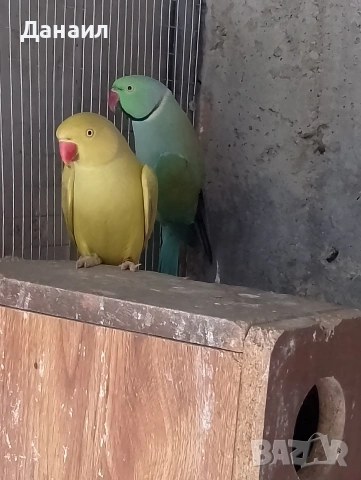 Малък Александър -чифт