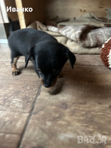 Кученца мини пинчер, снимка 3 - Пинчер - 52846872