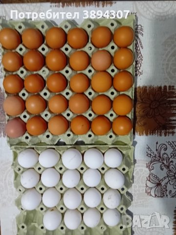 Оплодени яйца лекхорн и Ломан Браун 0.90