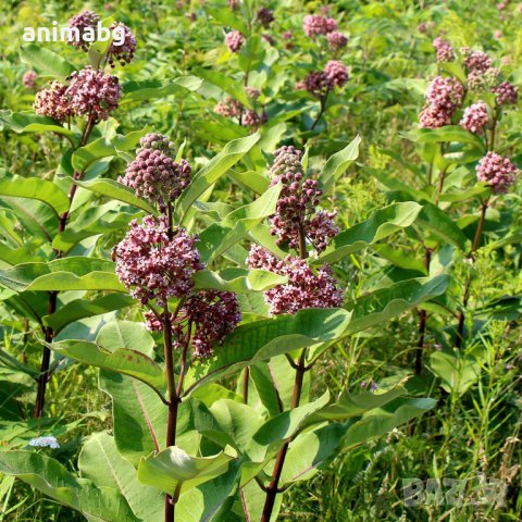 ANIMABG Семена от Асклепиас медоносно растение,мед, пчели, снимка 4 - За пчели - 43646935