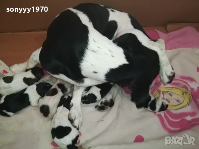 ДЖАК РЪСЕЛ БЕБЕТА-РОДЕНИ 11.08.25г 1208251833, снимка 16 - Джак ръсел териер - 51343492