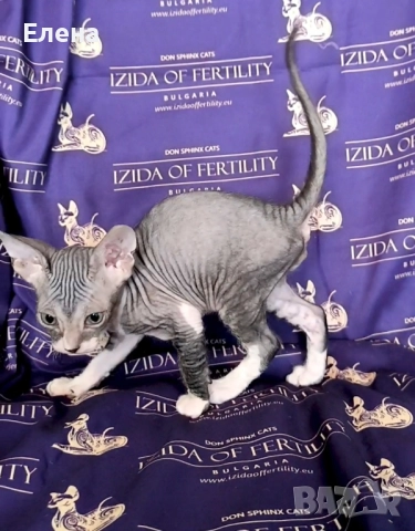 Донски Сфинкс момченце с родословие, снимка 2 - Сфинксове - 52320501