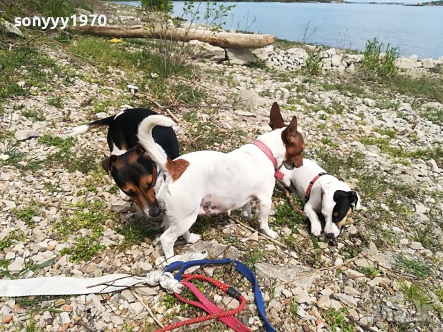 джакове-видин 1505221539, снимка 7 - Джак ръсел териер - 36767185