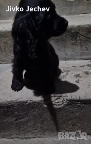 Кокер Шпаньол , снимка 4 - Кокер шпаньол - 52465631