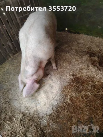 Продавам прасета, снимка 2 - Прасета - 49628751