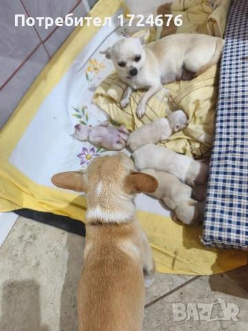 мини чихуахуа, снимка 7 - Чихуахуа - 52731439