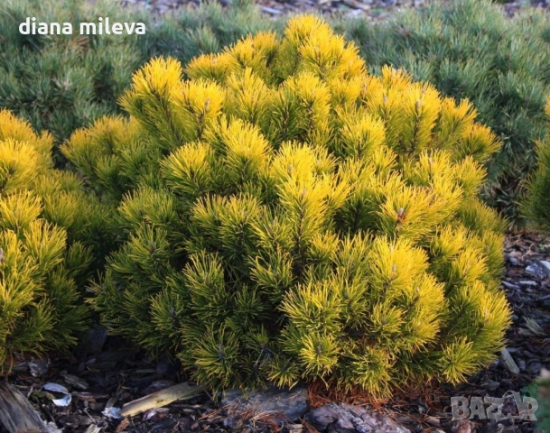Pinus mugo Dezember gold(Клек Декемврийско злато)