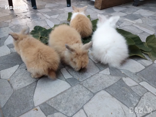 морски свинчета и мини зайчета., снимка 4 - Декоративни зайчета - 51290371