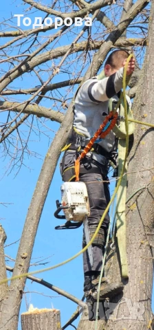 Рязане и премахване на дървета, снимка 3 - Други услуги - 53569888