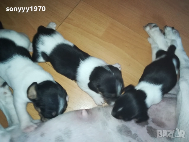 ДЖАК РЪСЕЛ-250ЛВ ЗА БРОЙ 0409251453, снимка 10 - Джак ръсел териер - 51605105