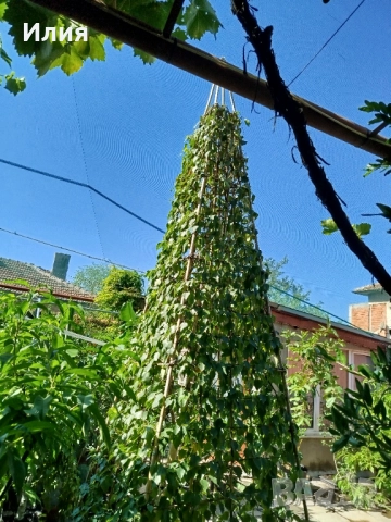 Бреза на формировка пирамида , снимка 8 - Градински цветя и растения - 51471282