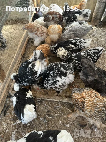 млади ярки и петлета, снимка 17 - Кокошки и пуйки - 51394383